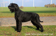 Dark Sihu vom Haus Usti