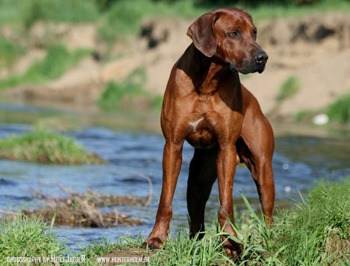 Eastwood Frenchmann de Kiungwana Eastwood Frenchmann de Kiungwana