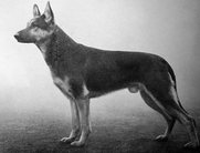 dog image background