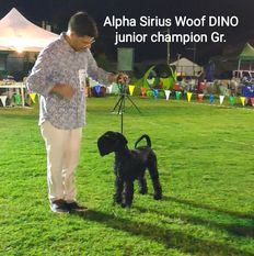 Alpha Sirius woof DINO Alpha Sirius woof DINO