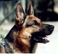 Silverpilens Arko Silverpilens Arko