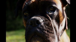 Gatsby von Langenbruch Gatsby von Langenbruch