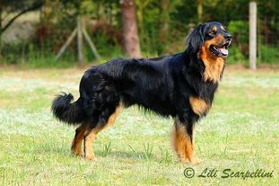 Josh ex canis Lupus Josh ex canis Lupus