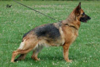 dog image background