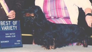 Lostdog's Black Bart Lostdog's Black Bart