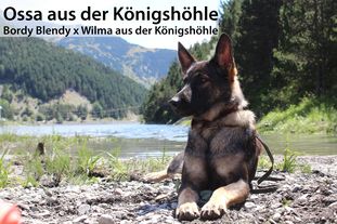 Ossa aus der Königshöhle Ossa aus der Königshöhle