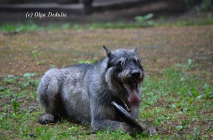 Terravirtus Bogatyr Terravirtus Bogatyr