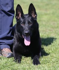 Ronja von der Teufelskehle Ronja von der Teufelskehle