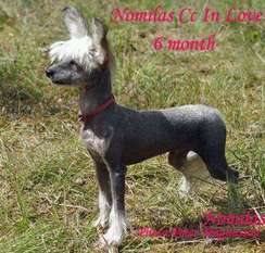 Nomilas Cc In Love Nomilas Cc In Love