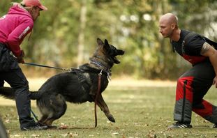 Baquero von der Wolfsstärke Baquero von der Wolfsstärke