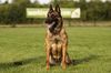 working-dog Bradana