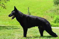 Jagr von Wolfstraum