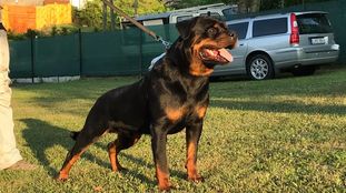 Brandon vom Blackangel Rott Brandon vom Blackangel Rott