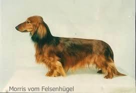 Morris vom Felsenhügel Morris vom Felsenhügel