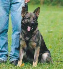 Bona vom Rottalblick Bona vom Rottalblick