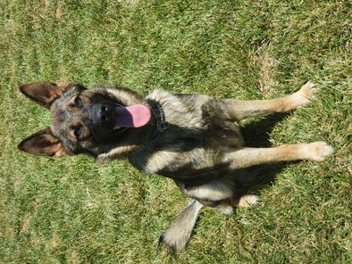 Pimss de Dog Attitude Pimss de Dog Attitude