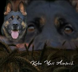Kuba Ynis Avalach Kuba Ynis Avalach