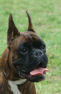 Redge del Roxius