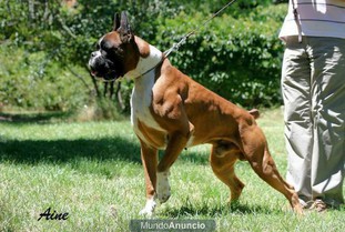 Thor de Borelcan Thor de Borelcan