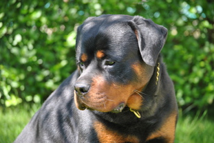 Dutch Onyx Aragorn Dutch Onyx Aragorn