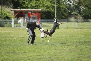 Bushido von Hund und Sport Bushido von Hund und Sport