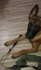 Athena Red Devils Dog Athena Red Devils Dog