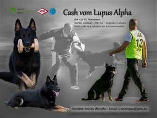 Cash vom Lupus Alpha Cash vom Lupus Alpha