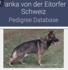 Janka von der Eitorfer Schweiz Janka von der Eitorfer Schweiz