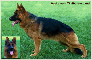 Vasko vom Thalberger Land Vasko vom Thalberger Land