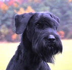 dog image background