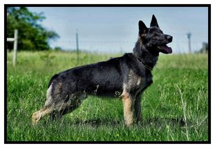 Ilyushin European K9 training base Ilyushin European K9 training base