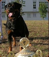Nikita de la Corte Canina Nikita de la Corte Canina