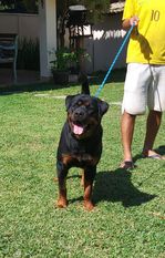 Yrak von Rangersrott Yrak von Rangersrott