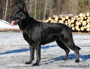 Karelian Guard Kipakka Karelian Guard Kipakka