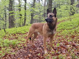 A'Tom Canis Aemona A'Tom Canis Aemona