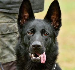 Didi van de Wolferskroon Didi van de Wolferskroon