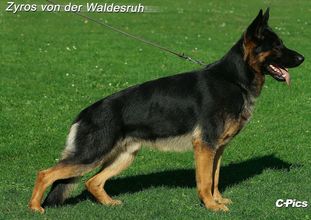 Zyros von der Waldesruh Zyros von der Waldesruh