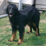 Desy von Hundsbühl Desy von Hundsbühl