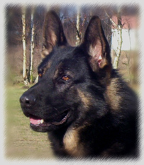 Fantast von Walshagen Fantast von Walshagen