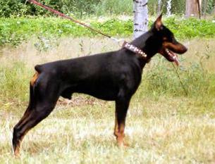 Bronco von der Doberwache Bronco von der Doberwache