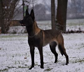 Queen von Nacheron Queen von Nacheron
