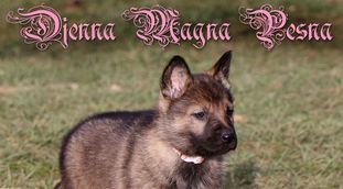 Djenna Magna Pesna Djenna Magna Pesna