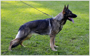 Lucy vom Haus Tyson Lucy vom Haus Tyson