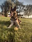 Pixie von Hause Valke