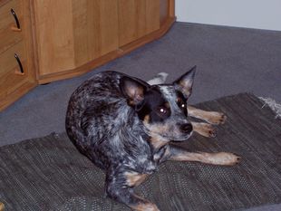 A-Sydney vom wilden Dingo A-Sydney vom wilden Dingo