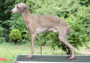 II Cagnolino Fernando II Cagnolino Fernando