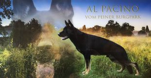 Al Pacino vom Peiner Burgpark Al Pacino vom Peiner Burgpark