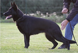 Filippa del Lupo Nero Filippa del Lupo Nero
