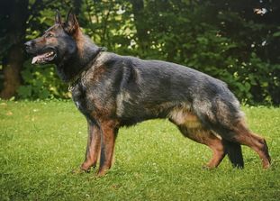 Yasko von der Wolfskralle Yasko von der Wolfskralle