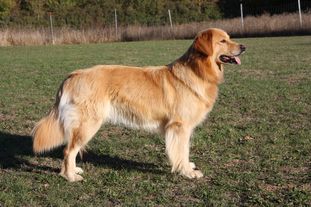 Chuna von der Megalithsichel Chuna von der Megalithsichel